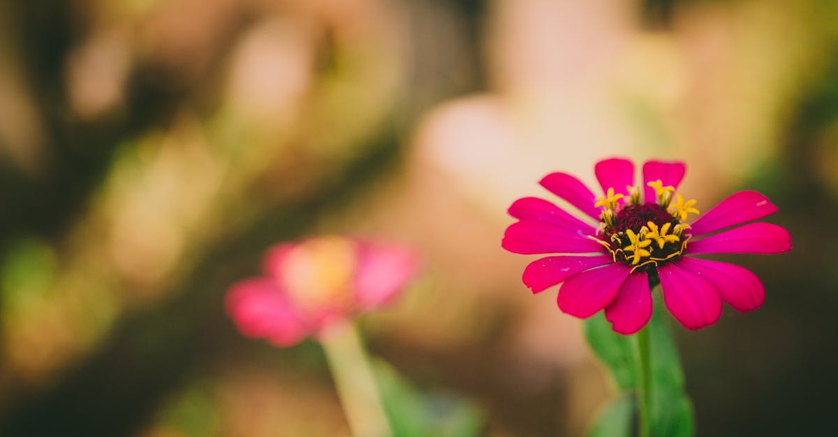 Selective Focus Photography of Pink Petaled Flower during Daytime