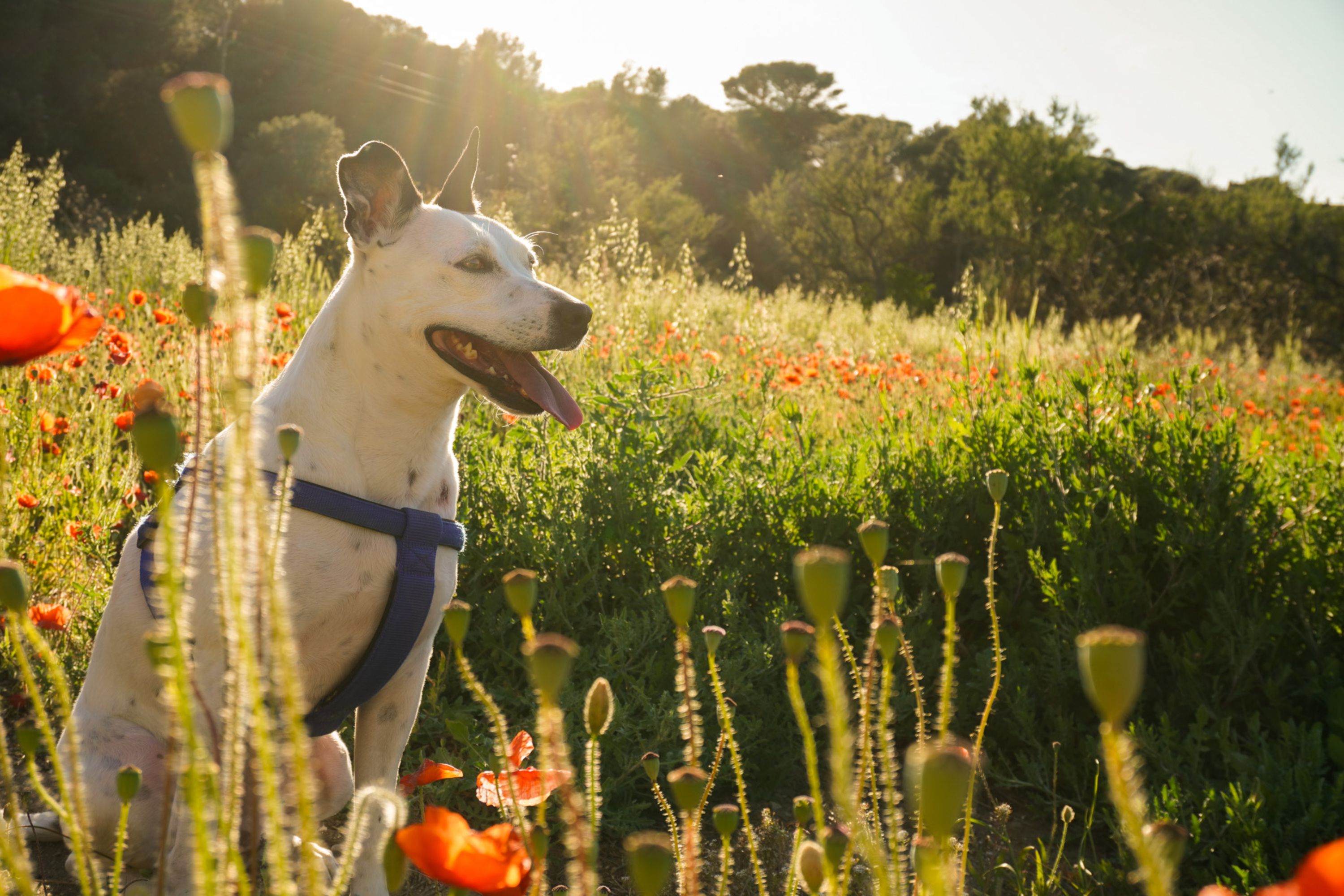 A happy dog sits in a field of poppies under the bright sun in San Martín de Ampurias, Spain.