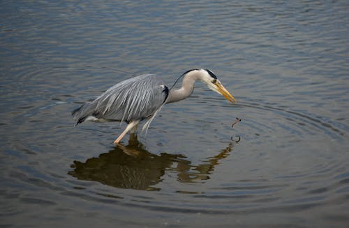 Gratis stockfoto met aviaire, beest, biljarten