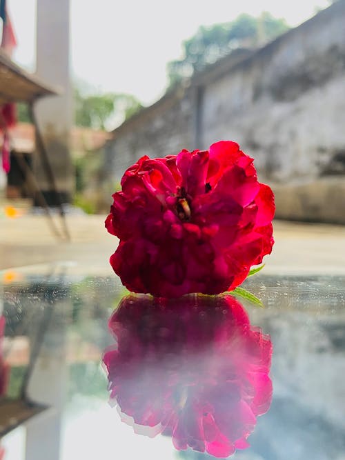 Foto profissional grátis de jardim rosa, rosas, rosas de jardim