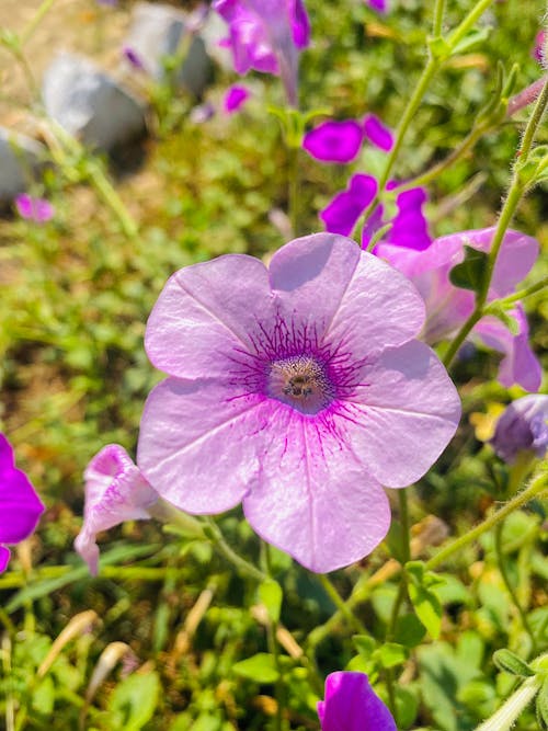 açık mor, çiçek açan çiçek, çiçek açan çiçekler içeren Ücretsiz stok fotoğraf