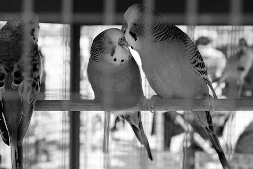 Foto stok gratis b & w fotografi, binatang imut, burung