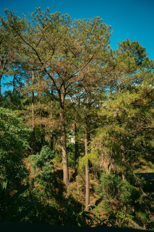 Free A high angle view of tall pine trees under a clear blue sky in Baguio's lush forest. Stock Photo