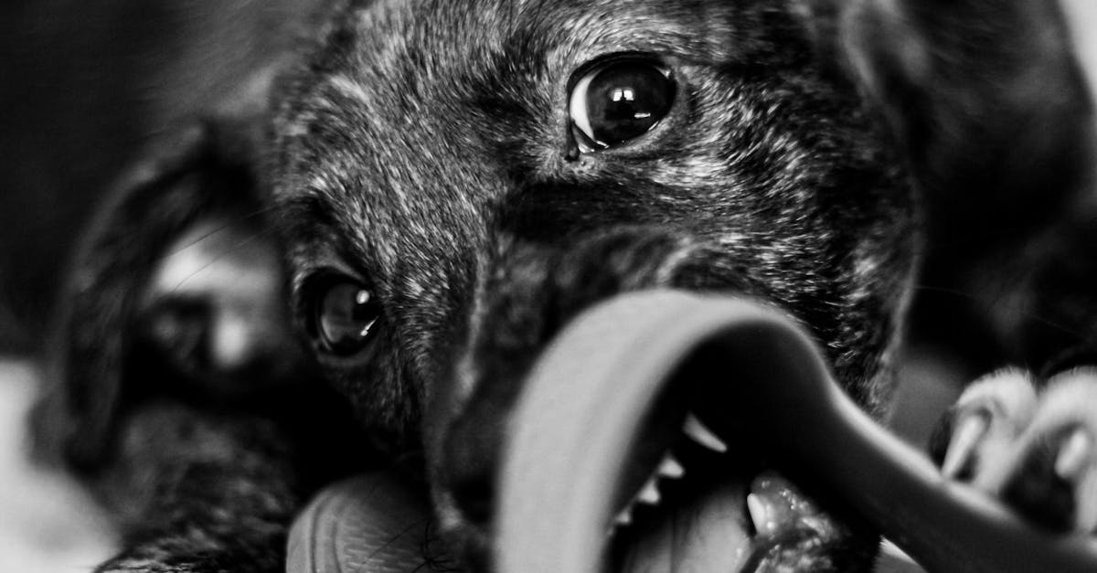 Dog Chewing a Flip-Flop