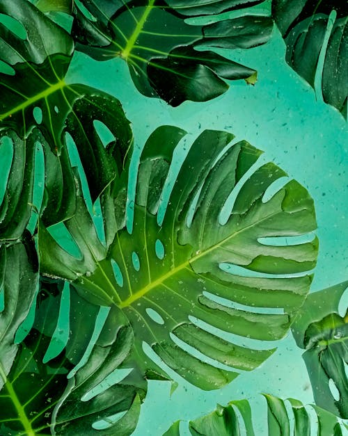 Tropical leaves on a green background