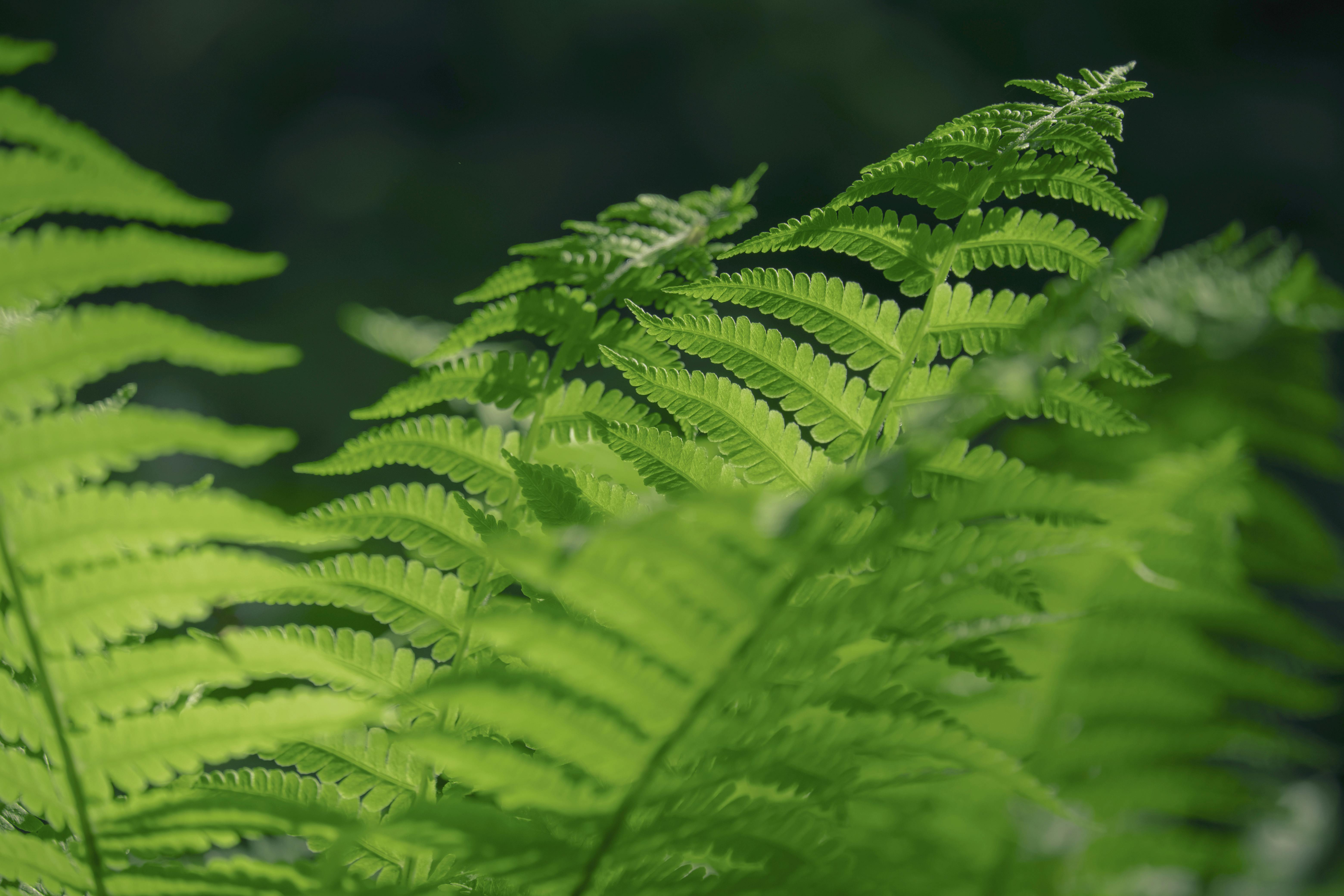 Unleashing the Healing Properties of Botanical Extracts