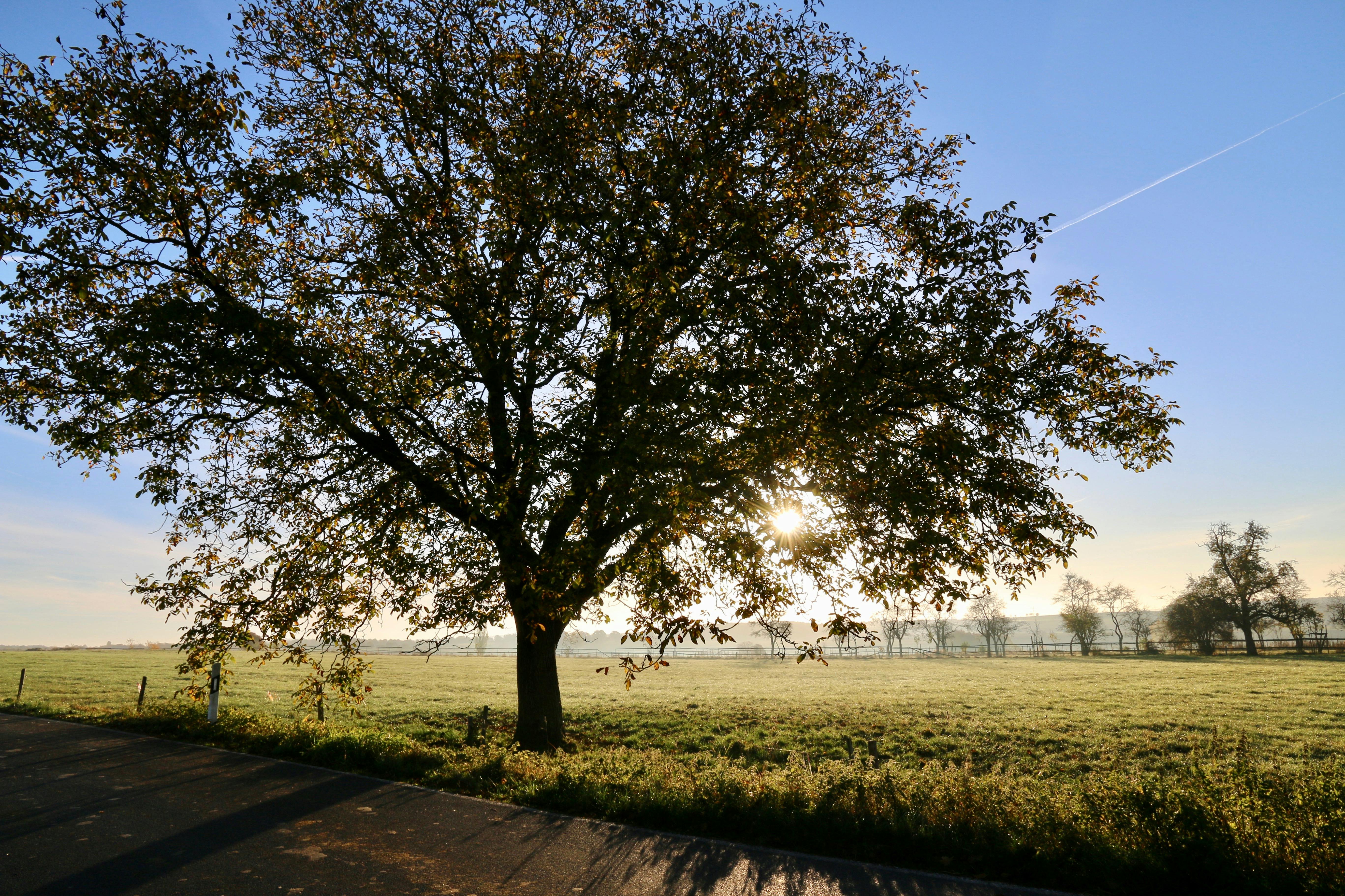 The Old Oak Tree Is A Great Source Of Food Background Picture Of A Linden Tree  Background Image And Wallpaper for Free Download