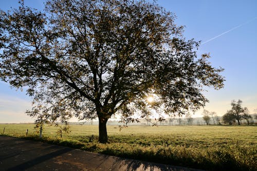 Imagine de stoc gratuită din anotimp, arbori, arbori veșnic verzi