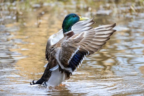 Kostenloses Stock Foto zu ausgebreiteten flügeln, baden, draußen