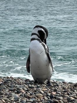 penguin photo