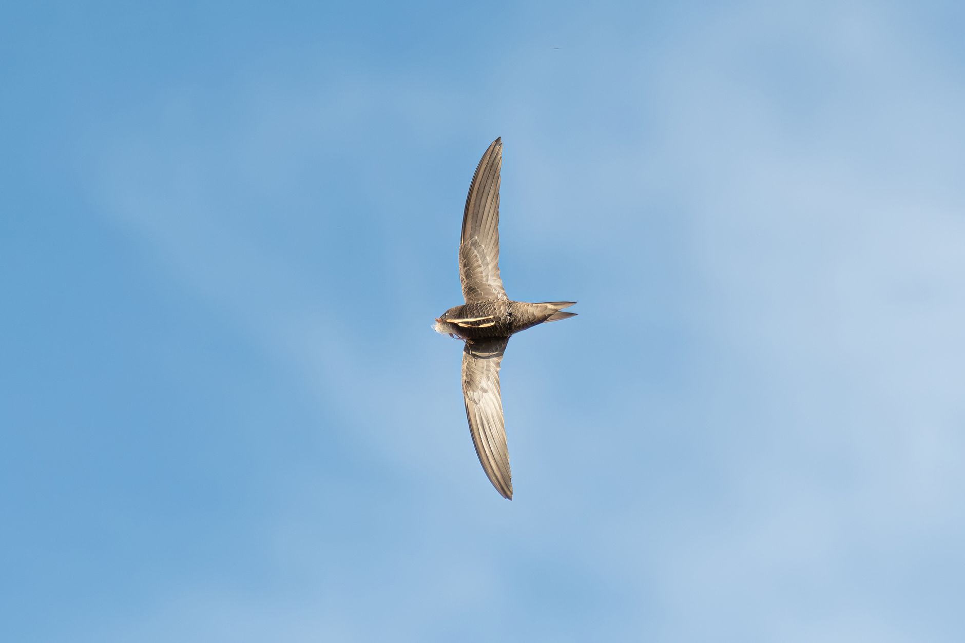 A stunning capture of a common swift (Apus apus) soaring in a clear blue sky.