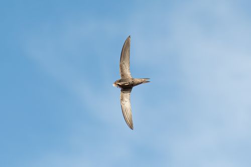Free A stunning capture of a common swift (Apus apus) soaring in a clear blue sky. Stock Photo