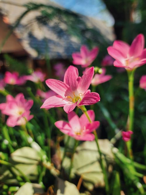 Free In Bloom Stock Photo