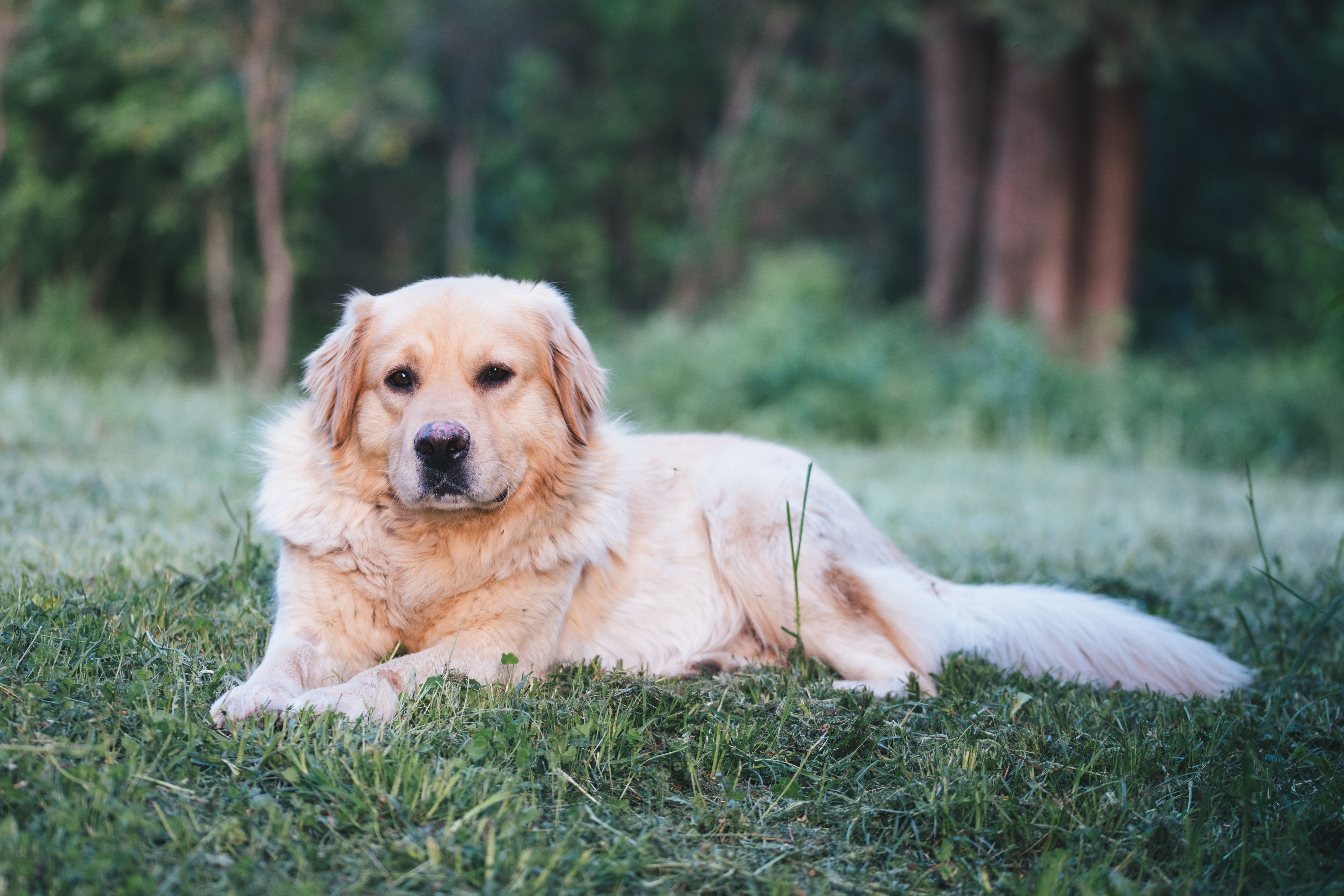 A Golden Retriever Lying on Grass · Free Stock Photo