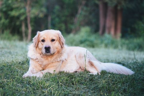 Free A fluffy golden retriever lying on lush green grass in a serene outdoor setting. Stock Photo