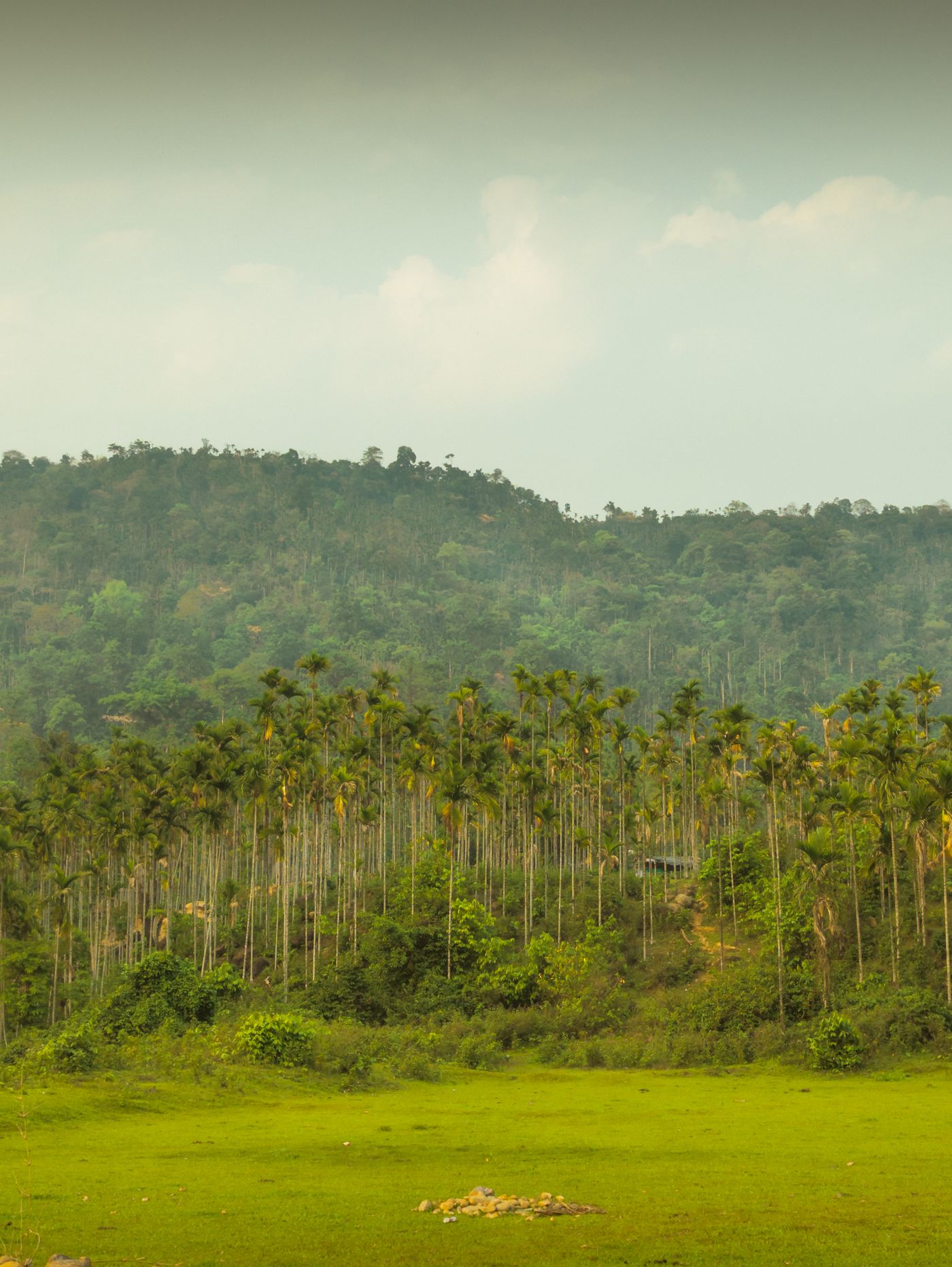 Areca palm plantation below a forested hill — Wayanad, representative image