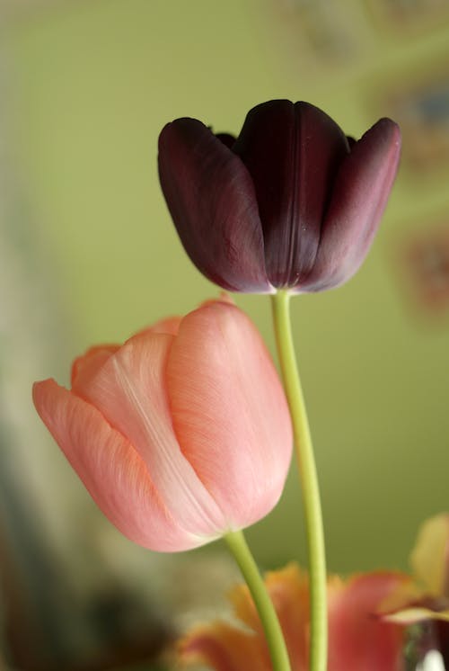 A close up of two tulips in a vase