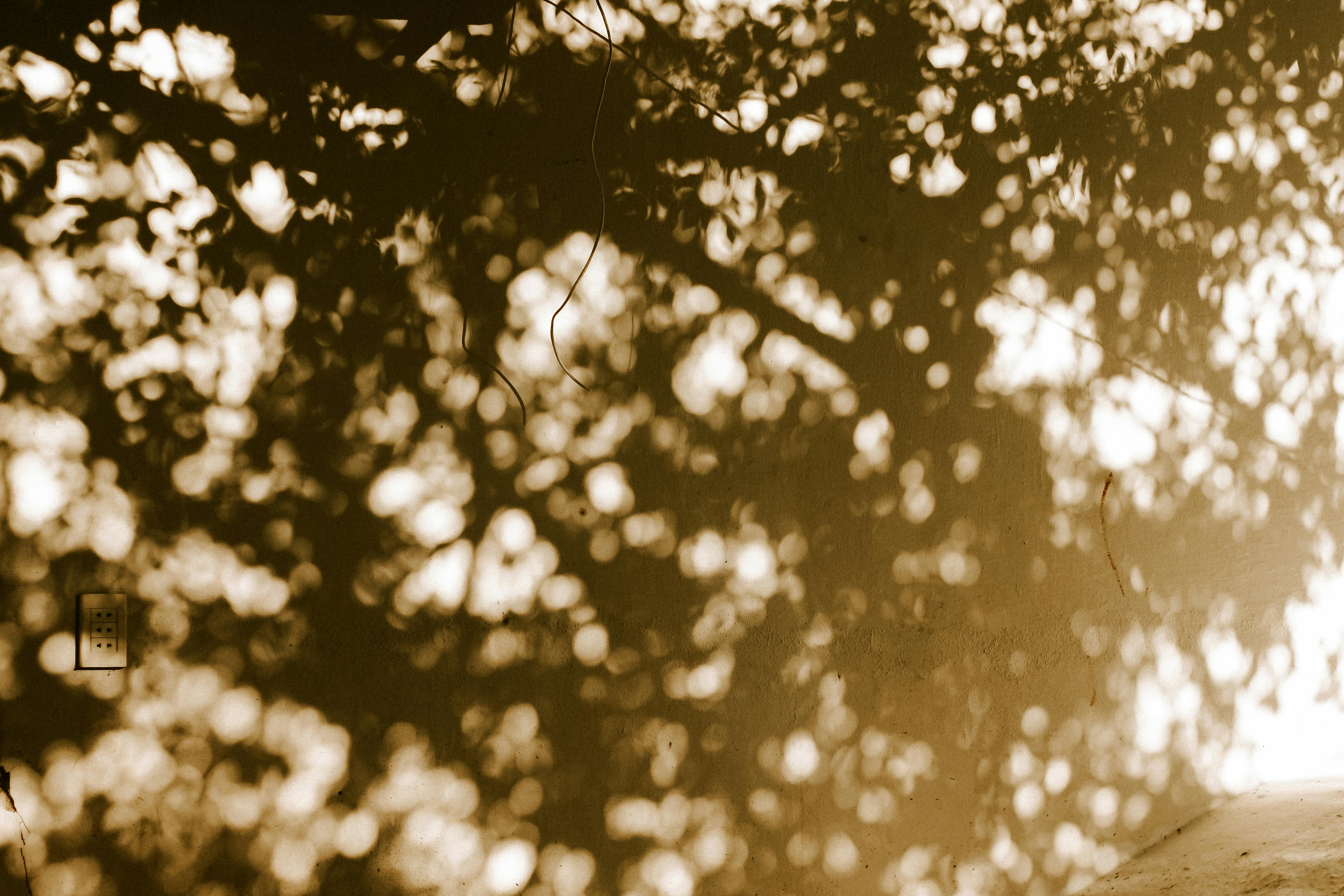 Beautiful sepia tones of tree shadows cast on a wall, creating a calming natural abstract scene.