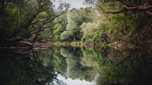 Darmowe zdjęcie z galerii z rzeka, wierzby, zeta