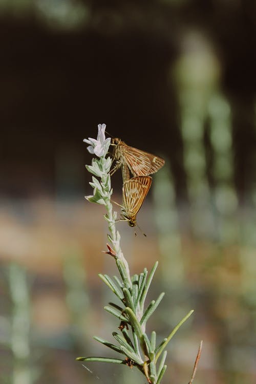 A brown butterfly on a plant with a green background