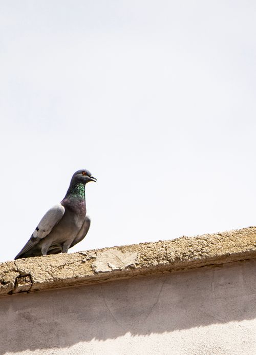 Free A lone pigeon sits atop a rustic rooftop against a clear sky, captured in daytime. Stock Photo