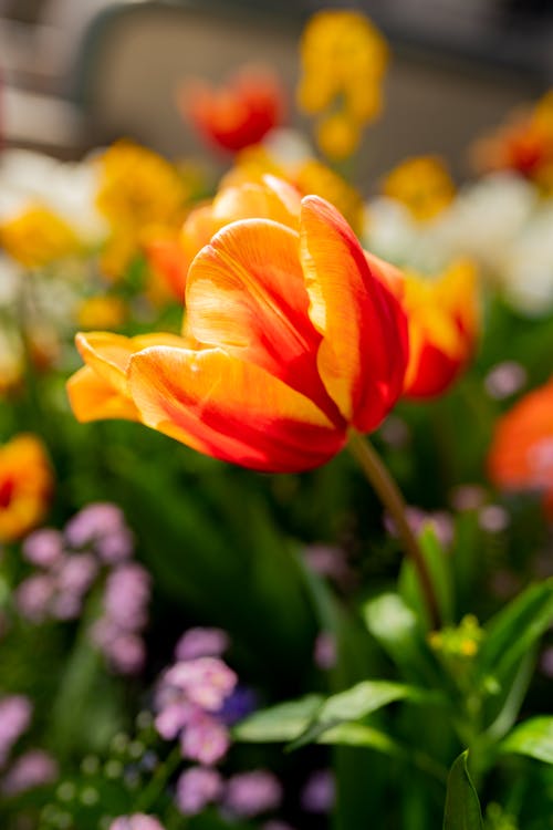 A close up of a tulip flower in a flower bed