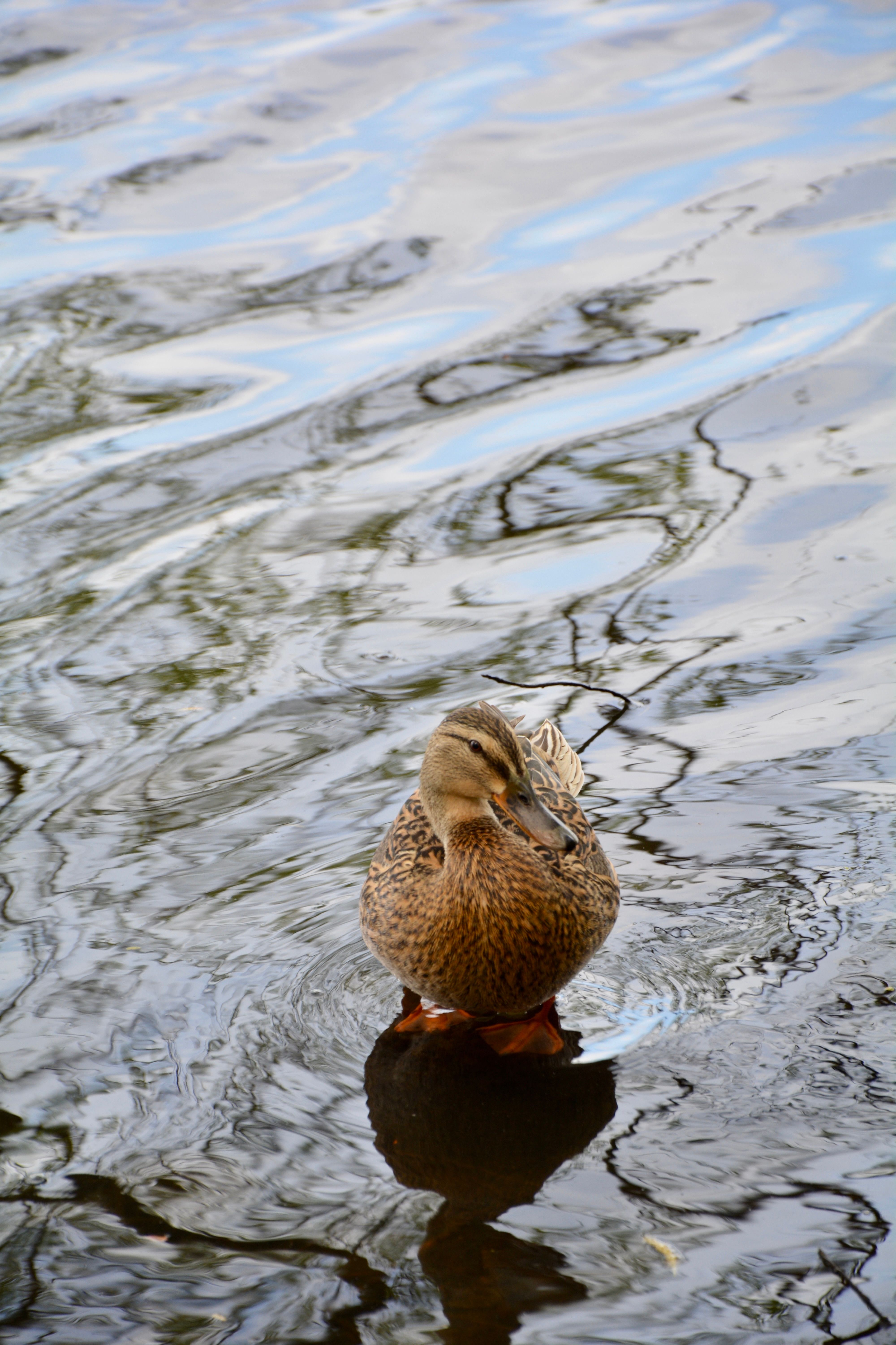 Wild Duck on River in Hamburg, Germany · Free Stock Photo