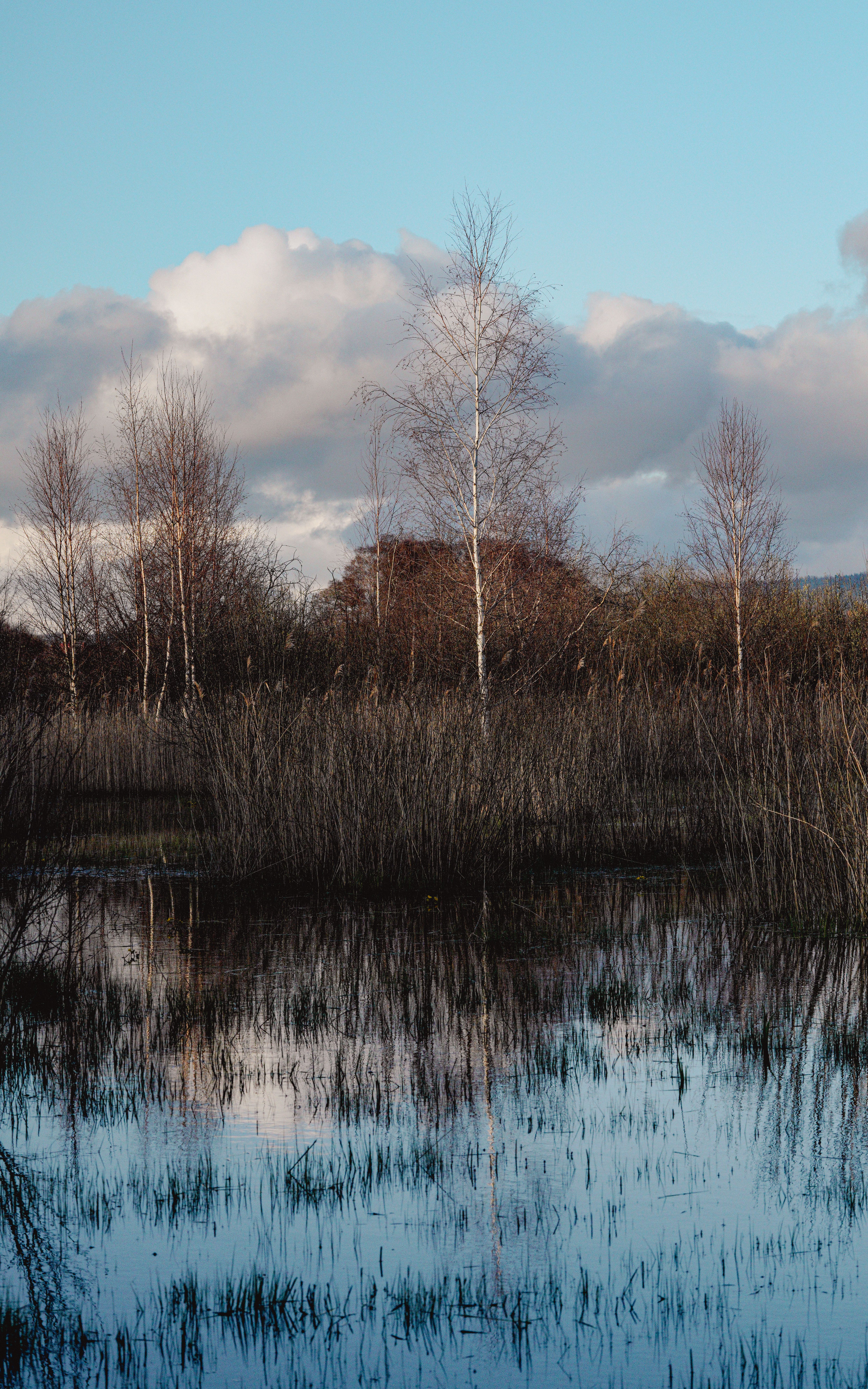 Reeds and Trees on Lakeside in Autumn · Free Stock Photo