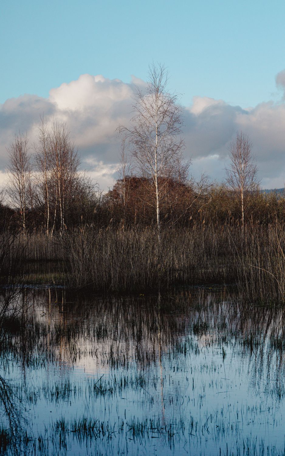 Reeds and Trees on Lakeside in Autumn · Free Stock Photo