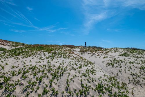 Free Person standing on sandy dunes with sparse vegetation under a bright blue sky. Stock Photo