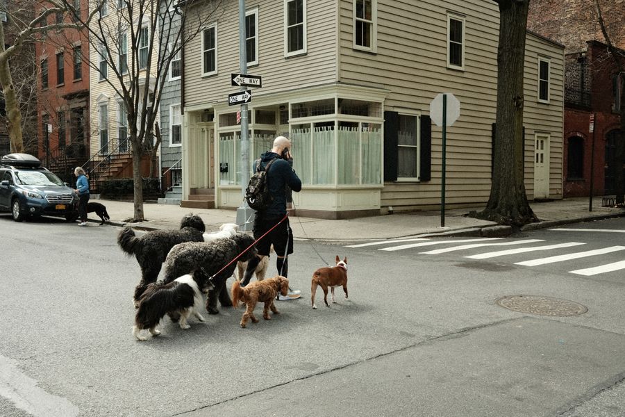 A walker leading a group of dogs along a city street