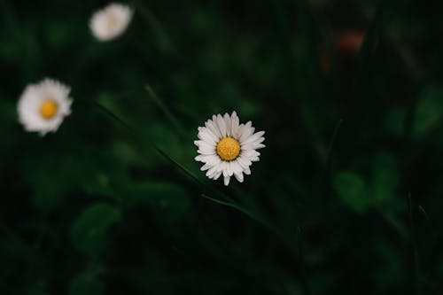 A close up of a single white daisy in the grass