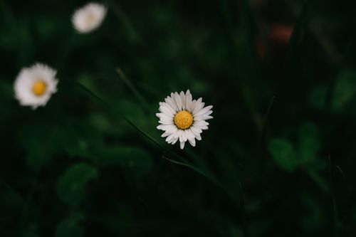 Free A close-up of a white daisy blooming in a dark, lush meadow setting. Stock Photo