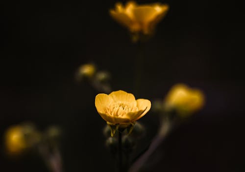 Δωρεάν στοκ φωτογραφιών με λουλούδι, φύση