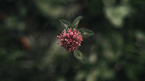 Бесплатное стоковое фото с вечнозеленый, дневной свет, красный цветок