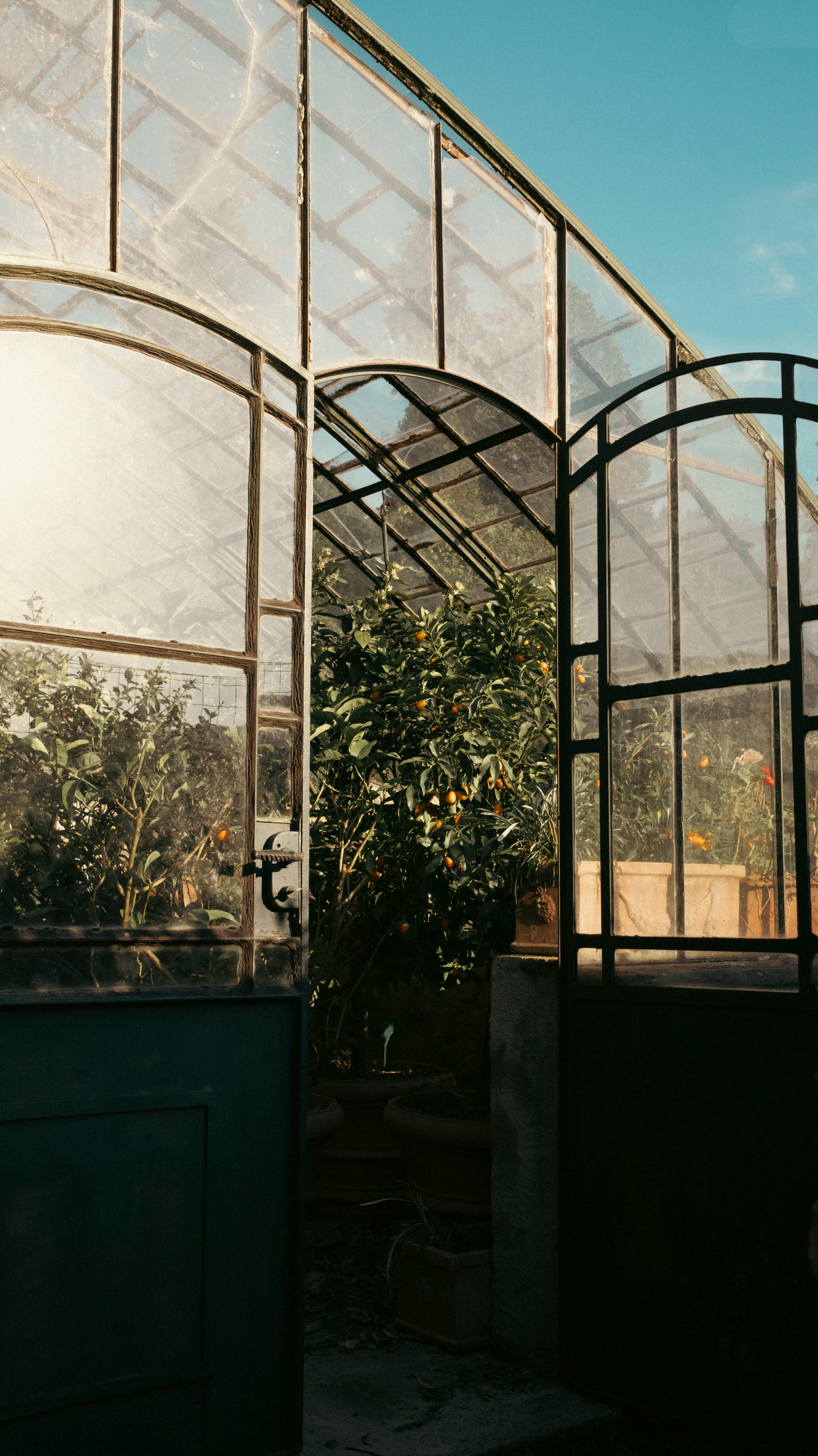 Open greenhouse doors reveal lush plants bathed in sunlight.