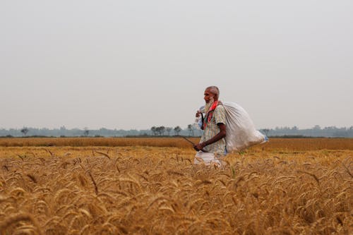 Ingyenes stockfotó Arany, aratás, bangladesben témában
