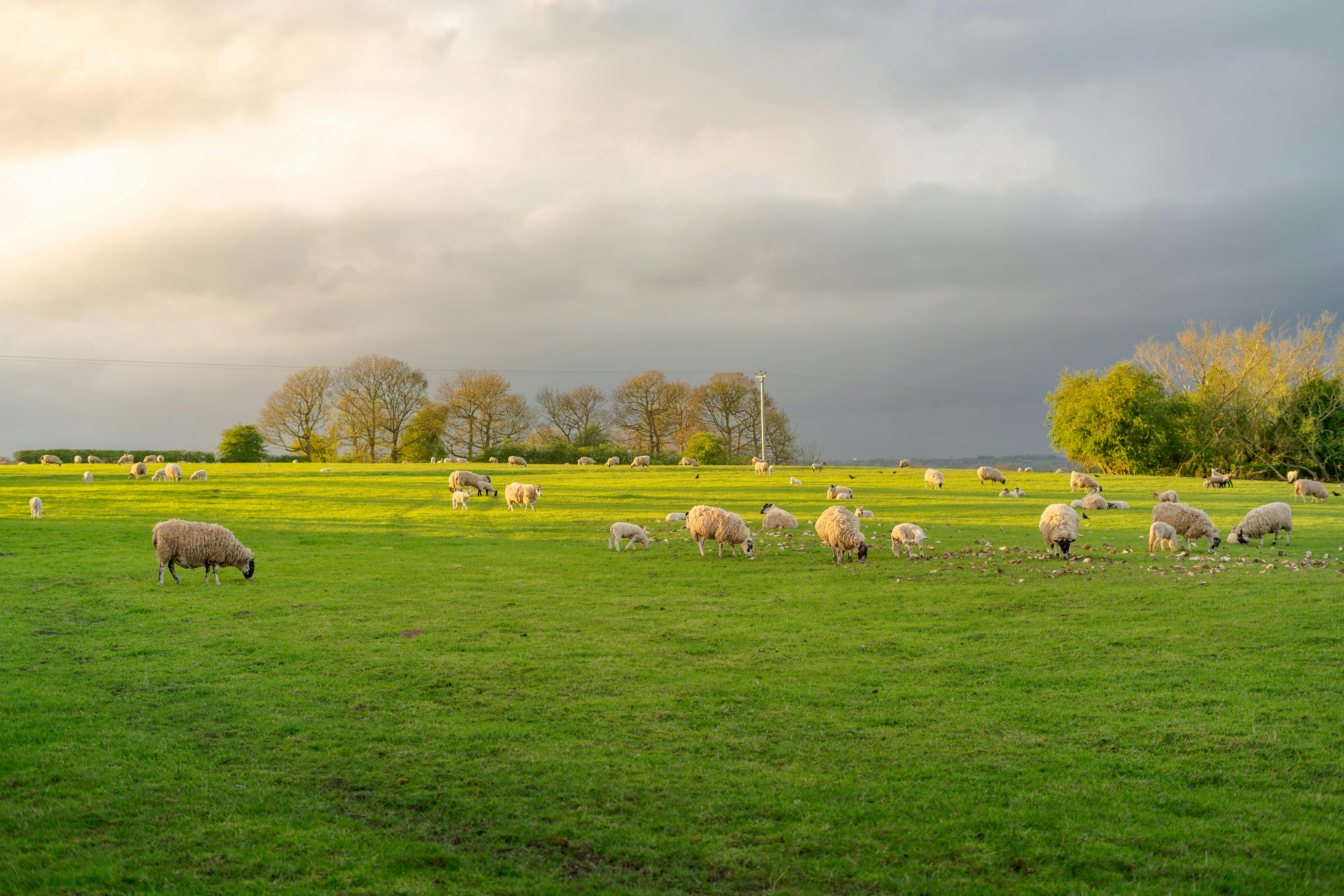 A serene scene of sheep grazing on a green pasture in Derbyshire at sunset.