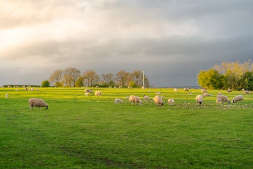 Campo con ovejas y un sol dorado ocultandose