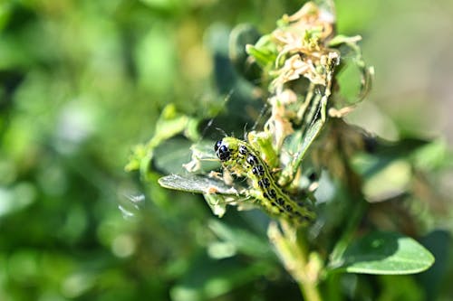 Free stock photo of caterpillar, green, leaf