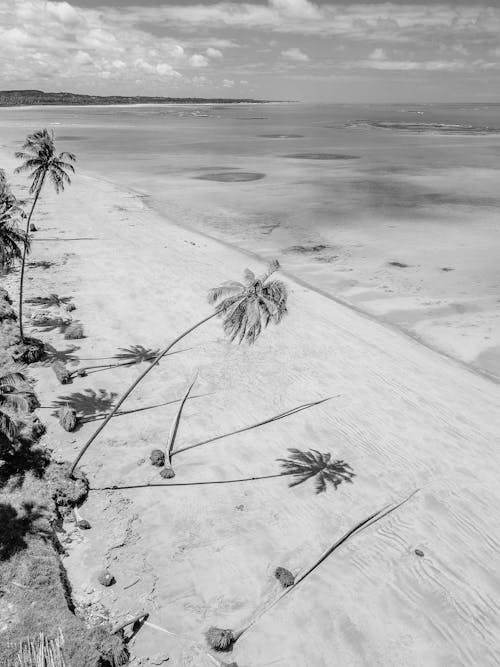 Základová fotografie zdarma na téma černobílý, moře, písek