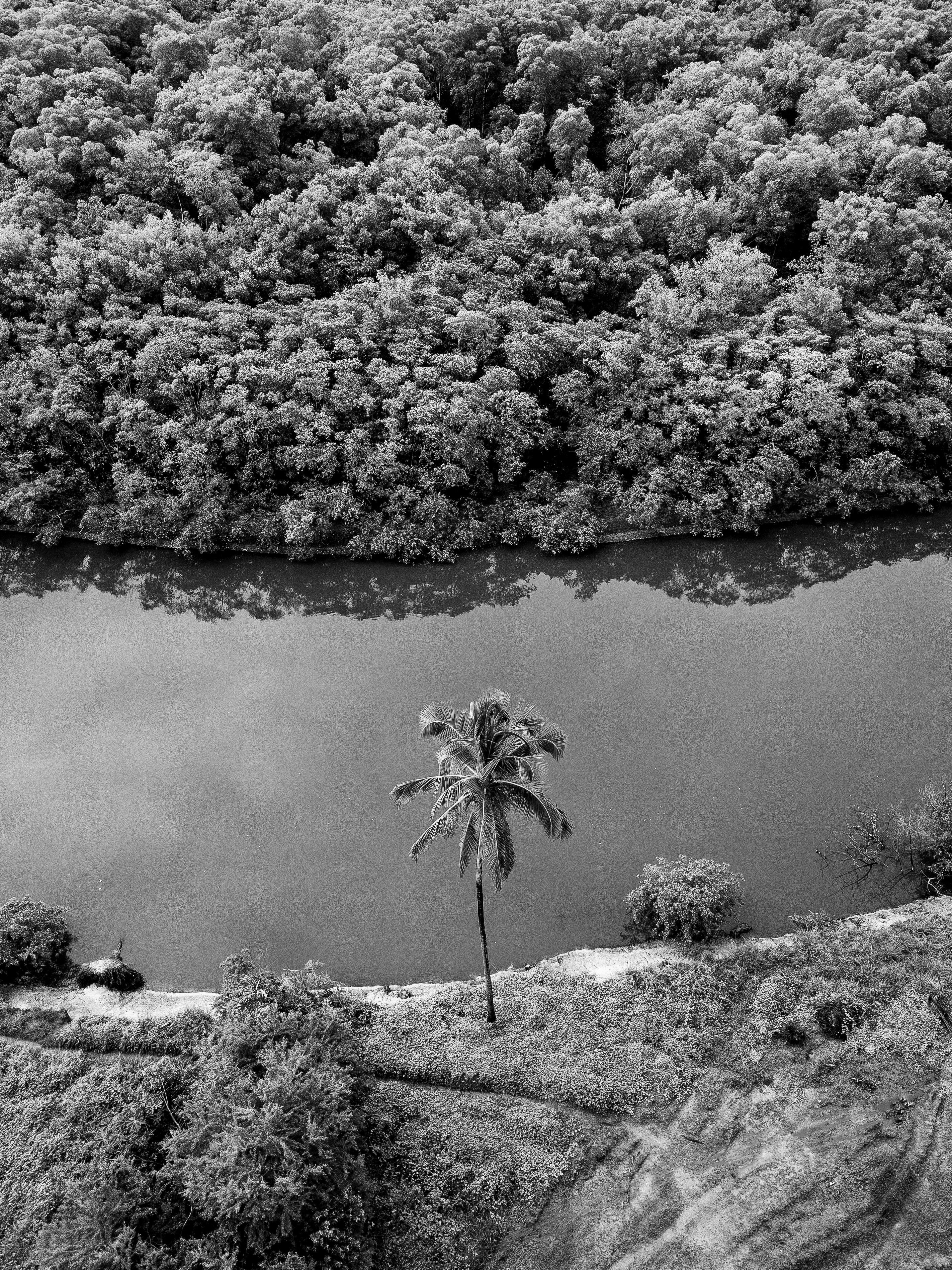 black and white aerial footage of a river and trees