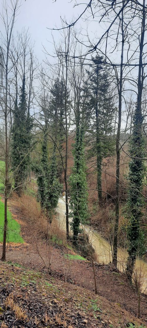 Free stock photo of bibbiena, maria del sasso, vessa river Stock Photo
