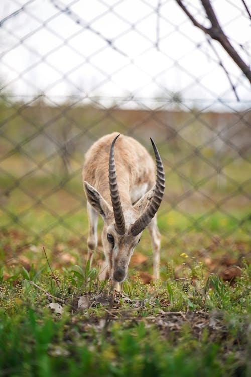A gazelle eating grass in a fenced area