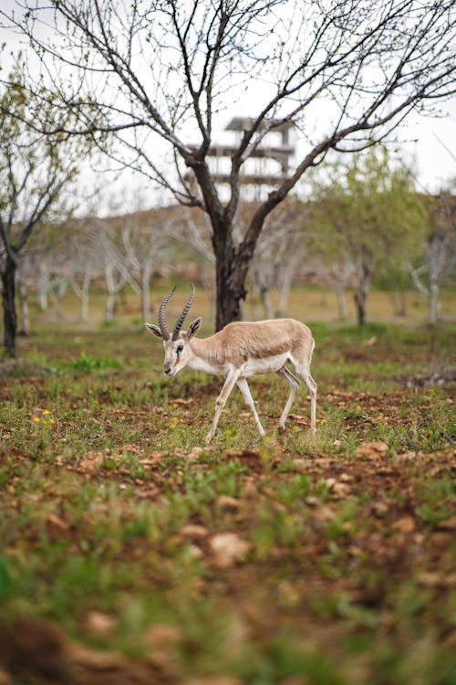A gazelle walking through a field with trees