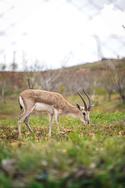 Ingyenes stockfotó állat, álló kép, antilop témában