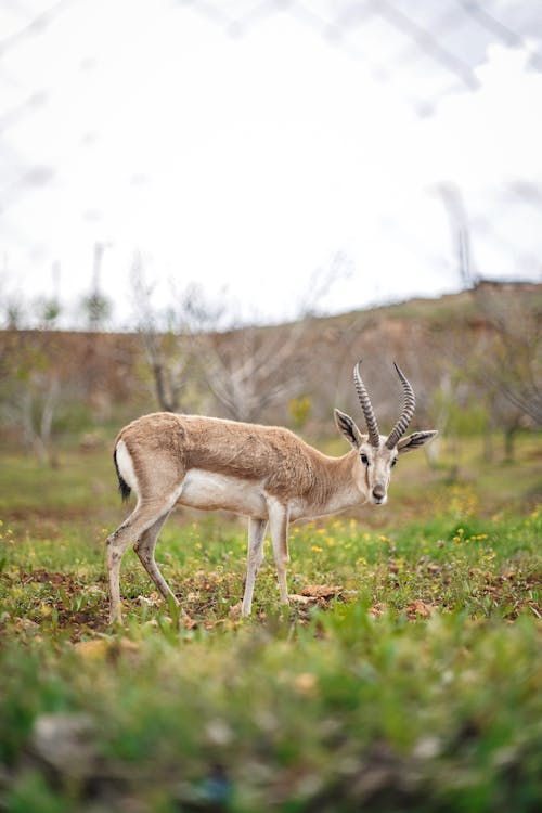 Kostenloses Stock Foto zu antilope, aufmerksam, barbarisch