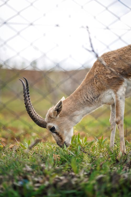 A gazelle eating grass in front of a fence