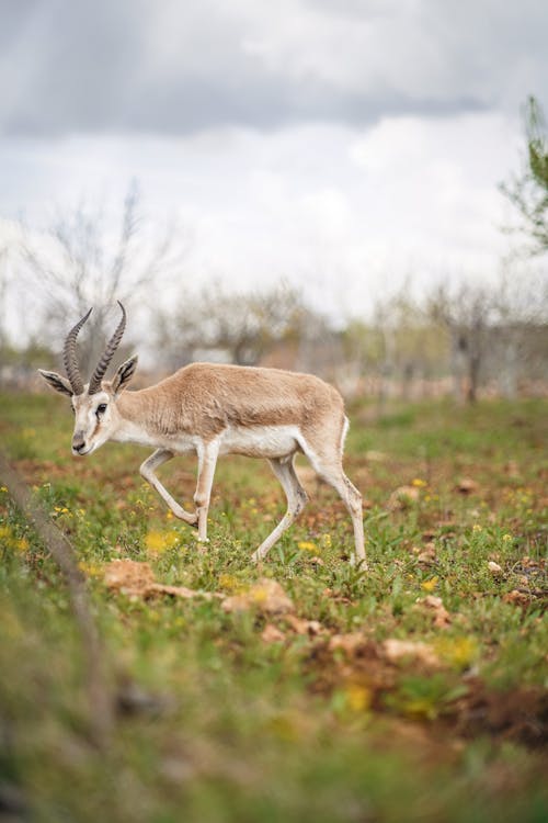 Fotobanka s bezplatnými fotkami na tému antilopa, barbarský, bočný pohľad