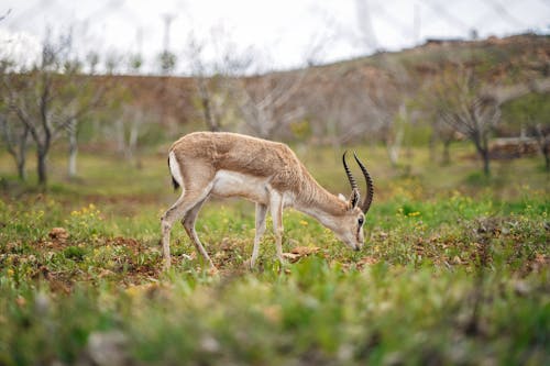 A gazelle grazing in a field with trees